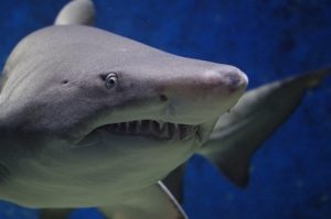 Family Program: Shark Smarts @ Museum of Coastal Carolina